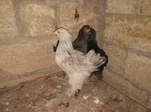 Brama