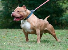 Pitbul