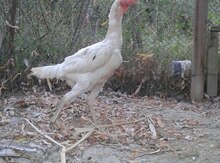 Heyrati