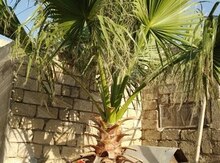 Palma ağacı