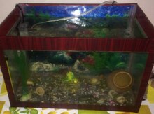 Akvarium və balıqlar