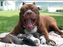Pitbul balası
