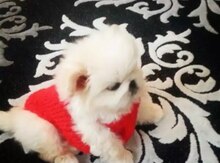 Pekines