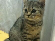 Британский котенок