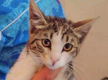 Отдам котенка в добрые руки