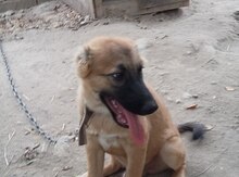 Çoban iti
