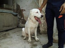 Alabay (cütləşdirmək üçün)