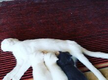 Şotland pişikləri