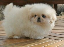 Pekines