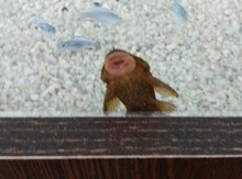 Akvarium balıqları