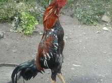 Heyrati quşu