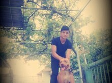 Pitbul