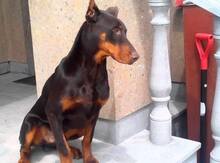 Doberman