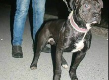 Pitbul