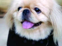 Pekines
