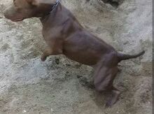 Pitbul