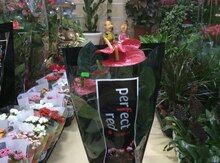 Anthurium