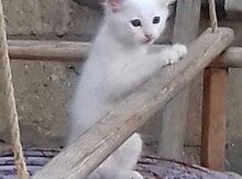 Türk anqorı