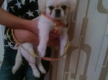 Pekines