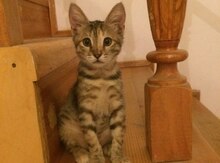 Отдам в добрые руки котенка