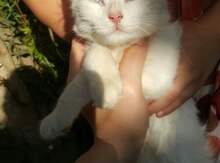 Pişik