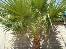 Palma ağacı