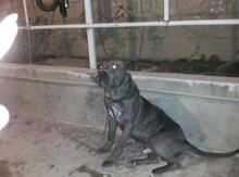 Pitbul