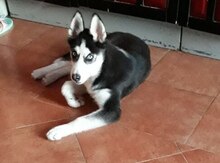 Haski
