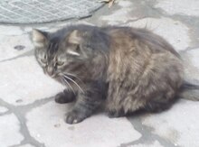 Отдам кошку в добрые руки