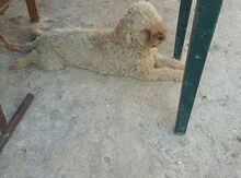 Pudil