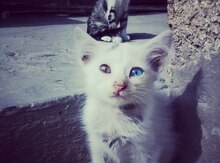 Pişik