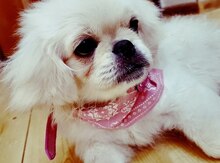 Pekines