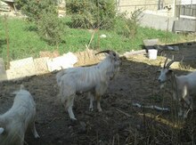 Keçilər