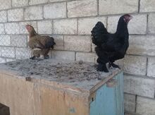 Brama