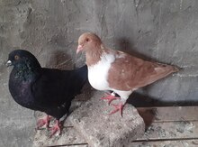 Dekorativ quşlar