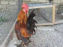 "Yaponka" toyuğu