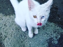 Pişik