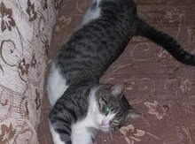 Pişik