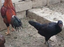 Heyratı Toyuqlar