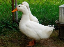 Pekin ördəyi
