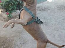 Pitbul (Cütləşdirmək üçün)