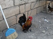Yaponka toyuqları