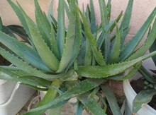 Aloe