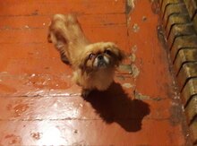 Pekines