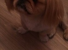 Pekines