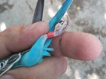 Tutuquşular üçün üzüklər