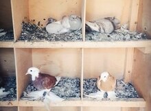 Göyərçinlər