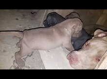 Pitbul balası