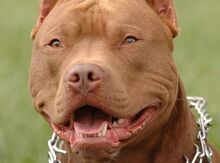 Pitbul
