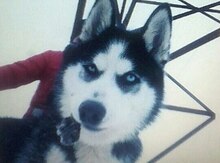 Haski